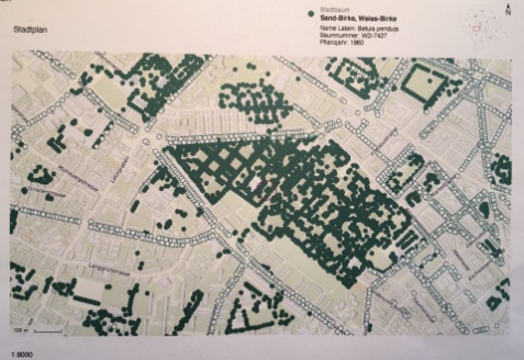 Wo steht die 1960 gepflanzte Sand-Birke Nr. WD-7427? Im Friedhof Sihlfeld, nahe beim alten Krematorium