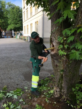 Ein Baumkontrolleur prüft mit dem Gummihammer, ob der Baum einen Hohlraum hat