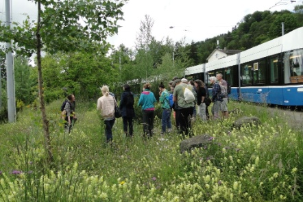 Start der Wildpflanzenführung bei der Tram-Endhaltestelle 13 im Albisgüetli